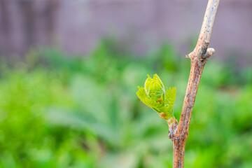 The first spring leaves of grapes close-up in spring. Grape buds wake up after winter