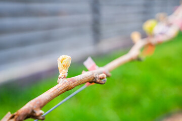 The first spring leaves of grapes close-up in spring. Grape buds wake up after winter