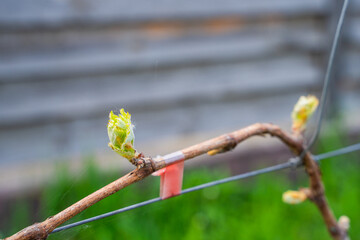 The first spring leaves of grapes close-up in spring. Grape buds wake up after winter