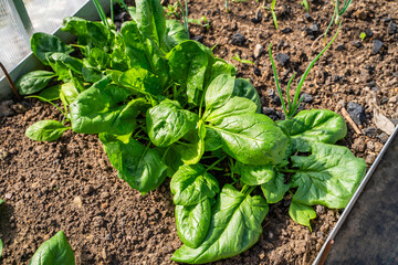 Spinach growing on a bed in a greenhouse close-up. Large leaves of growing spinach at sunset