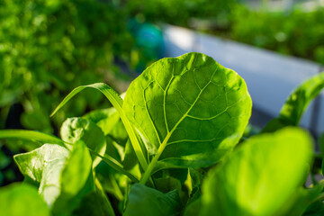 Cabbage seedlings in a greenhouse close-up at sunset