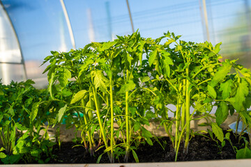 Tomato seedlings growing in a greenhouse, close-up