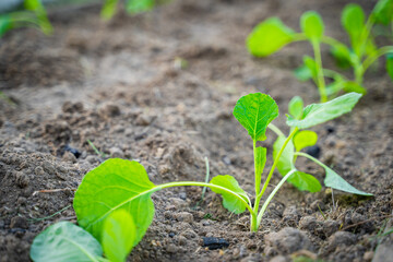 Cabbage seedlings planted in the garden bed