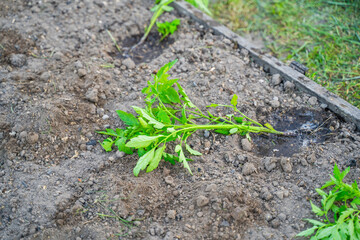 The garden bed is prepared for planting tomato seedlings. The process of planting tomatoes in the garden