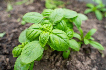 Basil growing close-up in a vegetable garden