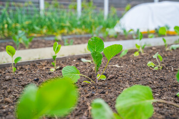 Young white cabbage seedlings growing in a vegetable garden, close-up