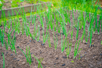 Green onions growing in a vegetable garden, close-up