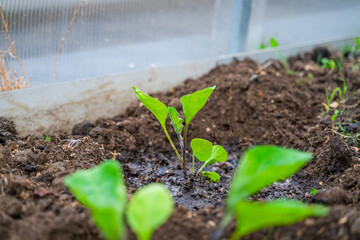 Freshly sprouted eggplant seedlings on a bed in a greenhouse, close-up