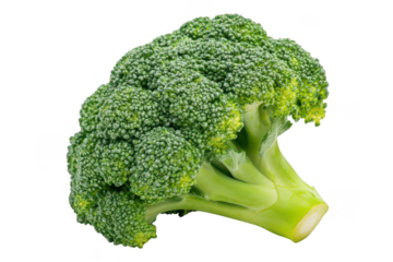 Close up view of a single head of fresh green broccoli on dark setting on transparent background png