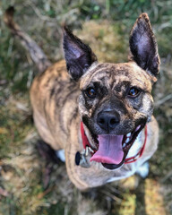 Brindle Dog with Red Collar Smiling Outdoors