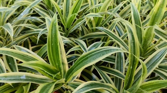 ornamental plant seeds of the spider lily (Chlorophytum comosum)