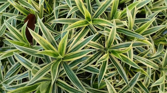 ornamental plant seeds of the spider lily (Chlorophytum comosum)