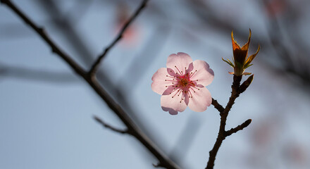 A delicate pale pink cherry blossom blooms on a slender branch against a light sky.