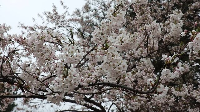 branches of a cherry blossom tree in rainy spring