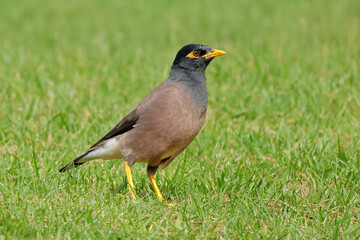 A common or Indian myna (Acridotheres tristis) walking on green grass.