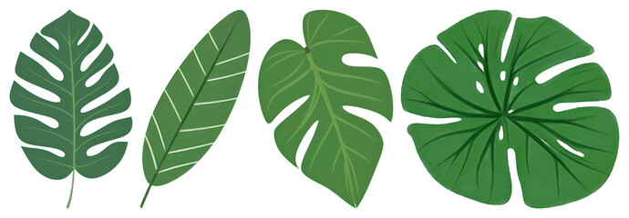 Fototapeta premium PNG Tropical leaves leaf illustration nature transparent background.