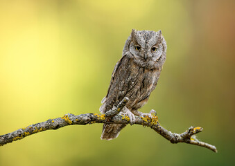 European scops owl ( Otus scops )
