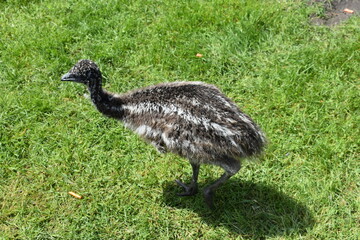 Emu walking on the lawn