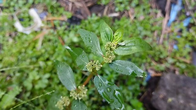 Euphorbia hirta or patikan kebo (pill-bearing spurge, asthma plant, hairy spurge, garden spurge, or pillpod sandman). This plant is often used as a medicinal herb.