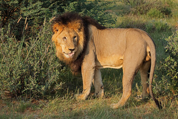 A big male African lion (Panthera leo) standing in natural habitat, South Africa.