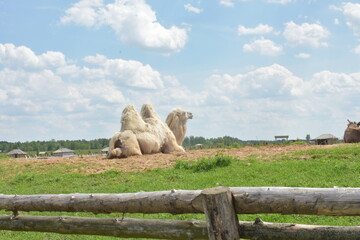 The camel lies peacefully on the ground