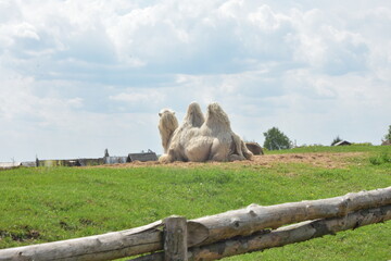 The camel lies peacefully on the ground