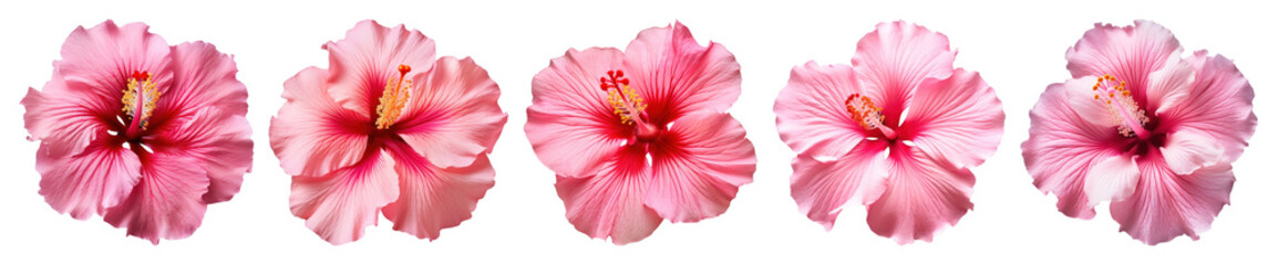 Fototapeta na wymiar PNG Vibrant pink hibiscus blossoms, transparent background