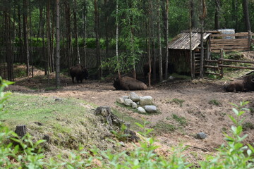 Bisons in the hollow