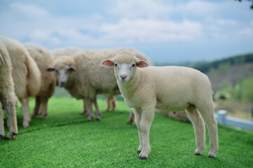 Fototapeta premium A group of sheep stand on green grass in an open field, with one lamb in focus looking toward the camera.