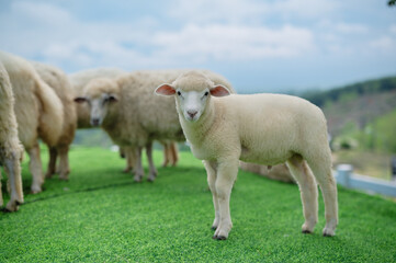Obraz premium A group of sheep grazing on green grass, with one lamb looking directly at the camera under a blue sky.
