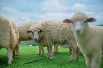 Several sheep stand on green grass under a blue sky, one sheep is close to the camera and slightly...