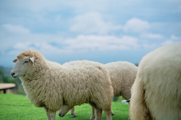 Fototapeta premium Sheep grazing on a lush green field under a partly cloudy sky.