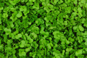 Fresh garden cress herb green leaf plant detail background