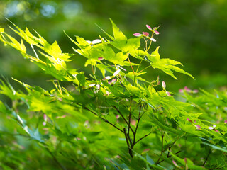 赤い花を咲かせた楓
