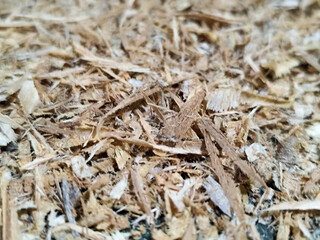 Coarse sawdust from wood chips.