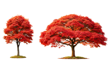 A Japanese maple tree with fiery red leaves, Isolated on a Transparent Background