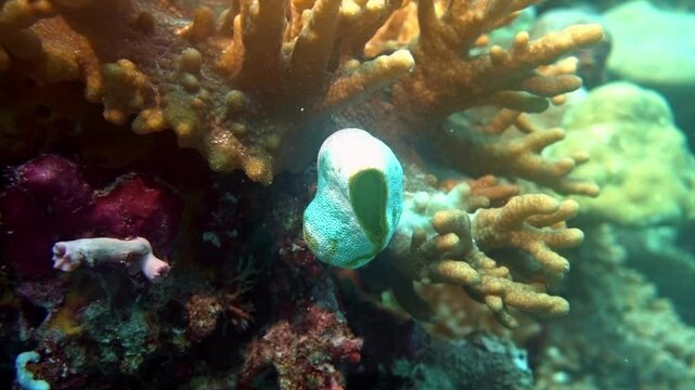Sea squirt and Sinularia coral on coral reef.