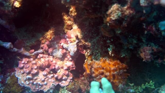 Encrusting sponges and Halimeda seaweed on a coral reef.