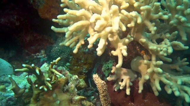 Tunicate and Sinularia coral on tropical reef.