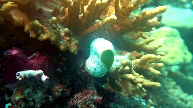 Tunicate and Sinularia coral on tropical coral reef.