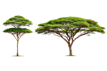 A tropical acacia tree with umbrella-shaped canopy, Isolated on a Transparent Background