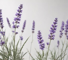 Fototapeta premium Elegant lavender blossoms on pure white background, design, element