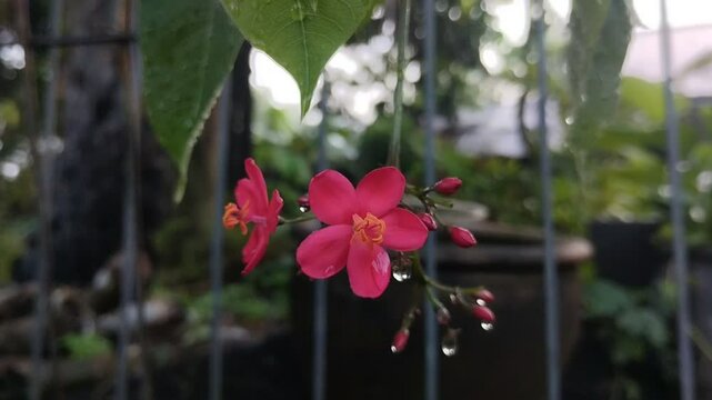 Peregrina flowers or spicy jatropha (jatropha integerrima) that bloom beautifully with raindrops.