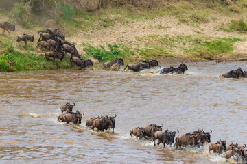 Wildebeest crossing the Mara river in Serengeti national park, Tanzania. Great migration