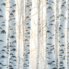 Sunlit Birch Tree Trunks in Winter Forest