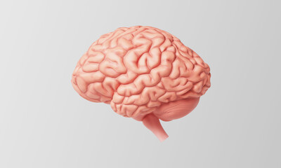 인간 뇌 해부학 일러스트 Anatomical Illustration of the Human Brain