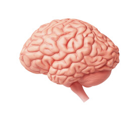 인간 뇌 해부학 일러스트 Anatomical Illustration of the Human Brain