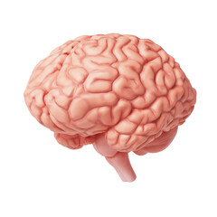 인간 뇌 해부학 일러스트 Anatomical Illustration of the Human Brain