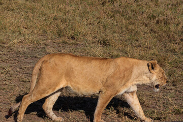 Lioness (Panthera leo) walking in savannah in Serengeti national park, Tanzania