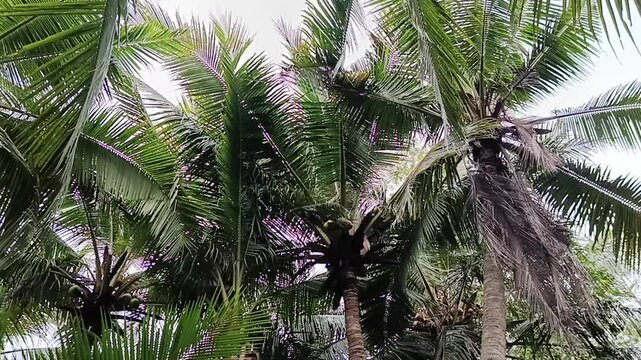 Upward View of Verdant Coconut Palm Canopies Against the Sky